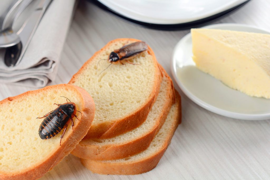 Off-grid Living: How to Keep Cockroaches Out of Your Kitchen and Bathroom