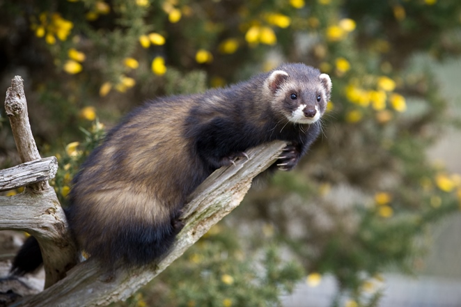 Off-Grid Pest Control: How to Use Ferrets as Natural Pest Repellents