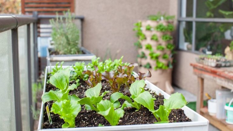 Simple Steps to Creating a Self-Sustaining Veggie Garden