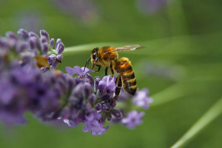 The Benefits of Growing Flowers and Herbs Together in the Same Greenhouse Bed