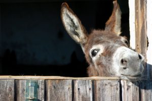 The Benefits of Keeping Donkeys on Your Off-Grid Property