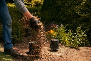 The Benefits of Using Mulch in Your Garden, and How to Make It Happen