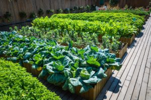 The Best Companion Plants for a Thriving Vegetable Garden
