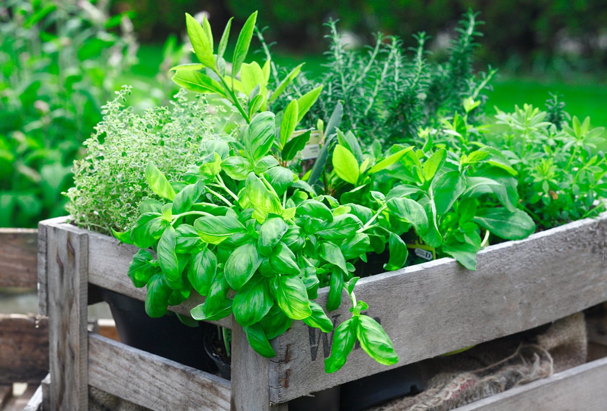 The Best Herbs to Plant in Fall for a Productive Garden Practical Off