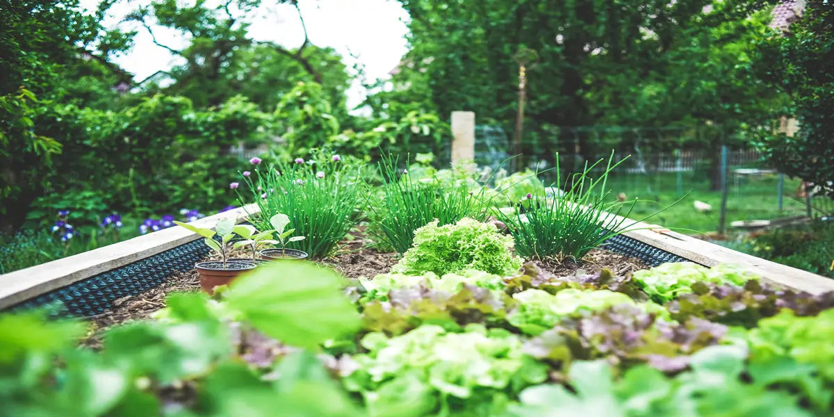The Best Herbs to Plant in Spring for Maximum Yield - Practical Off ...