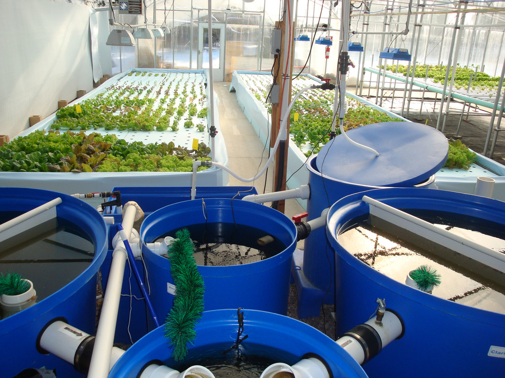 The Connection Between Solar Stills, Aquaponics, and Sustainable Agriculture