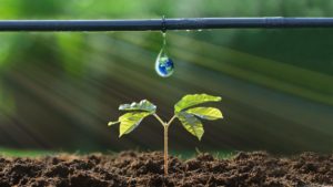 The Importance of Soil Health in Off-Grid Irrigation Systems