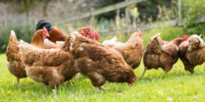 The Joys of Keeping Backyard Chickens for Fresh Eggs and Manure