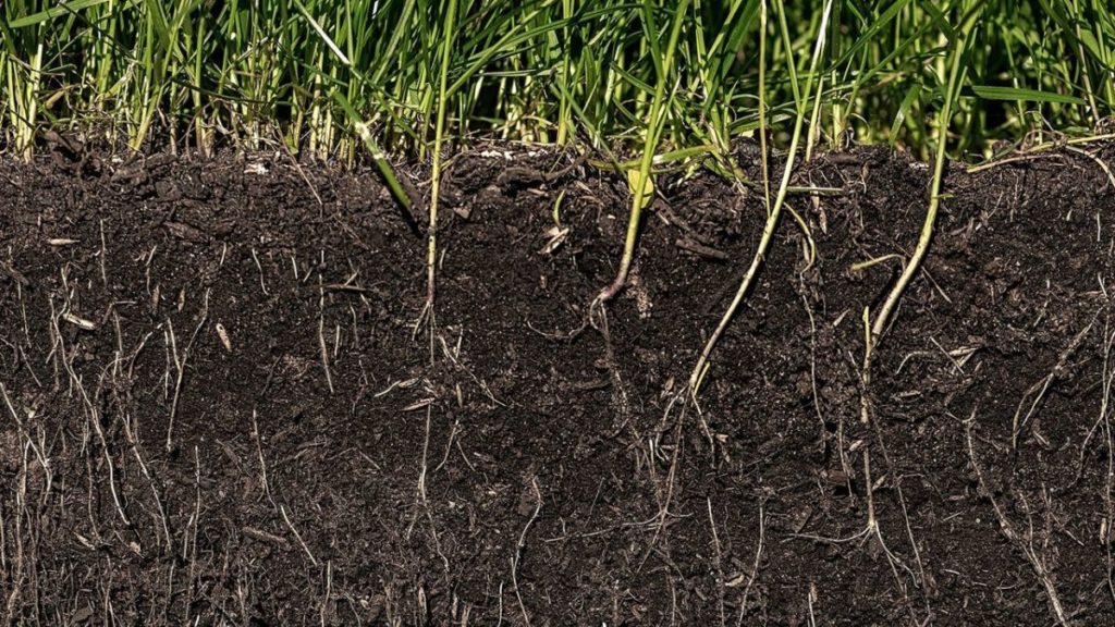 The Science of Soil Biology: Understanding the Microbial Ecosystem Below Our Feet