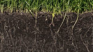 The Science of Soil Biology: Understanding the Microbial Ecosystem Below Our Feet