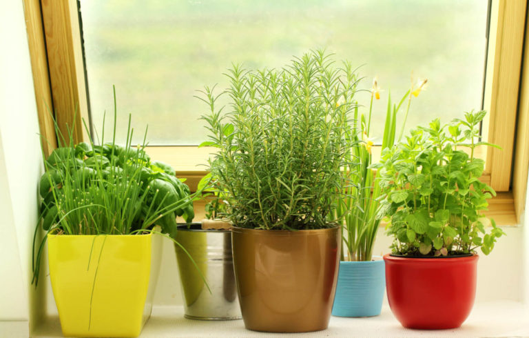 The Top Herbs to Grow in Your Greenhouse for Natural Health Benefits
