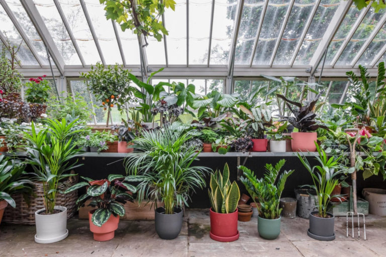 The Ultimate Guide to Choosing the Right Plants for Your Greenhouse