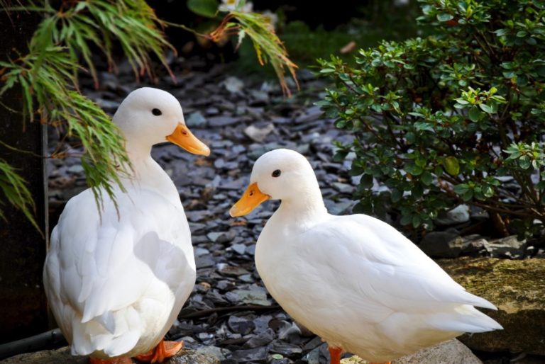 The Ultimate Guide to Raising Ducks for Meat and Egg Production