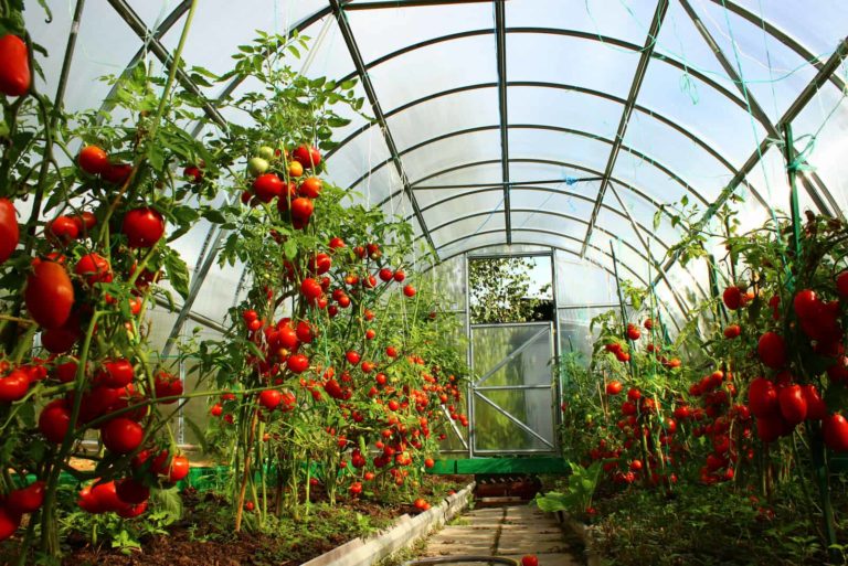 Tips for Growing Vegetables in Your Greenhouse Year-Round