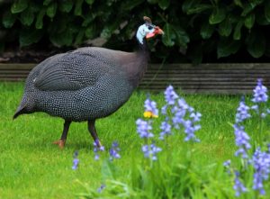 Why You Should Start Raising Guinea Fowl for Pest Control and How to Do It